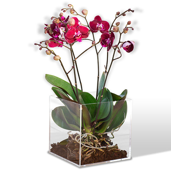 Planta de Orquídea | CLARIDAD