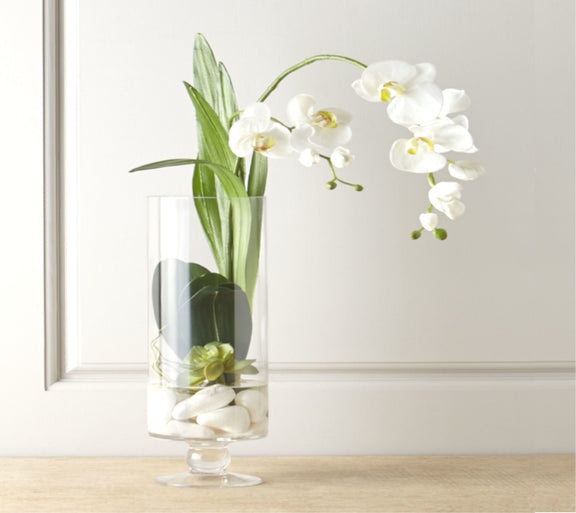 Orquídea Phalaenopsis | ALBA