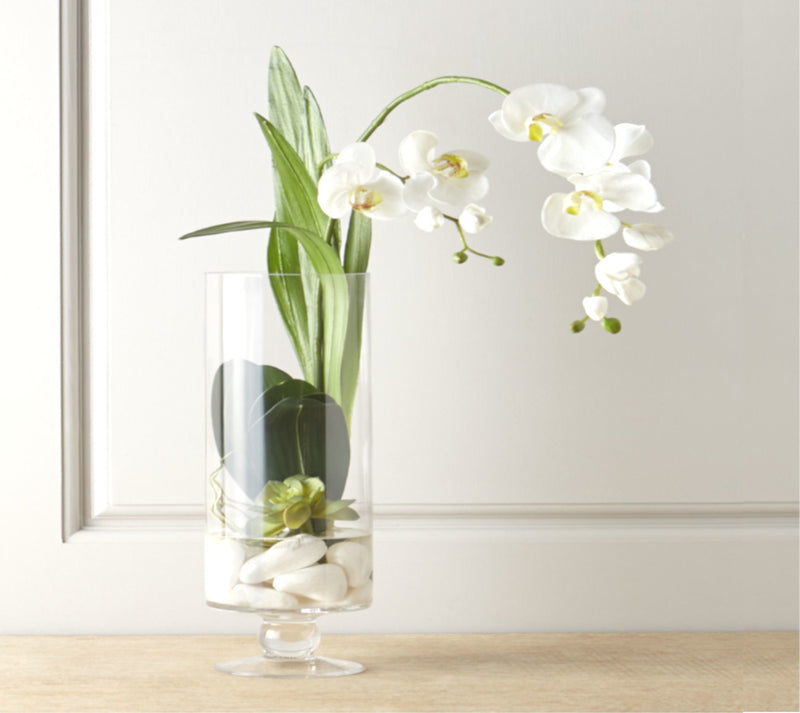 Orquídea Phalaenopsis | ALBA
