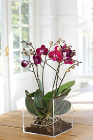 Planta de Orquídea | CLARIDAD