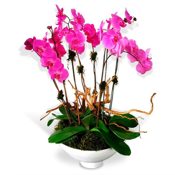 Arreglo Floral de Orquideas | DELICADO