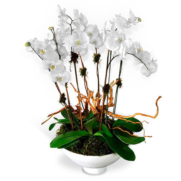 Arreglo Floral de Orquideas Blancas | DELICADO