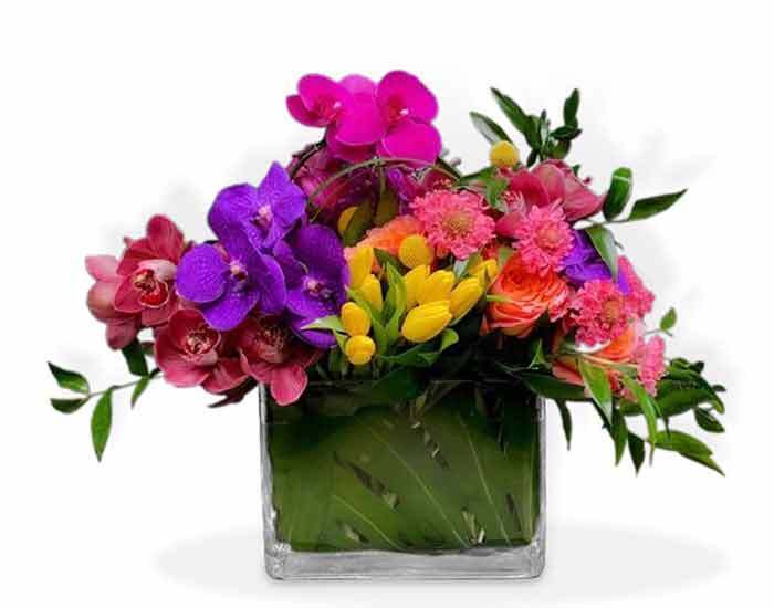 Orquídeas Tulipanes y Rosas | LIVORNO
