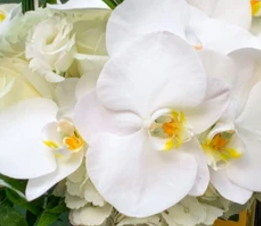 Orquídeas y Callas con Rosas | SPOLETO