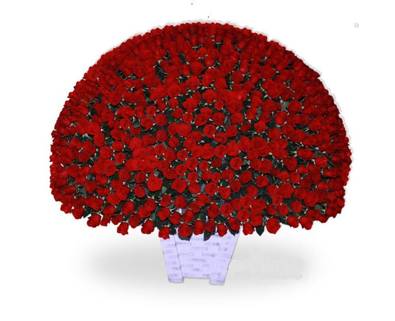 Mil Rosas Premium Rojas | CAROLINA
