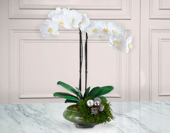 Orquidea de Navidad | FORTALEZA NOEL