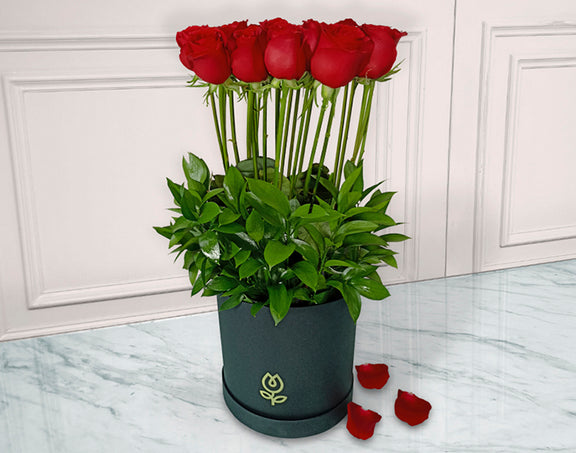 Bouquet de 24 Rosas Premium | ZOE