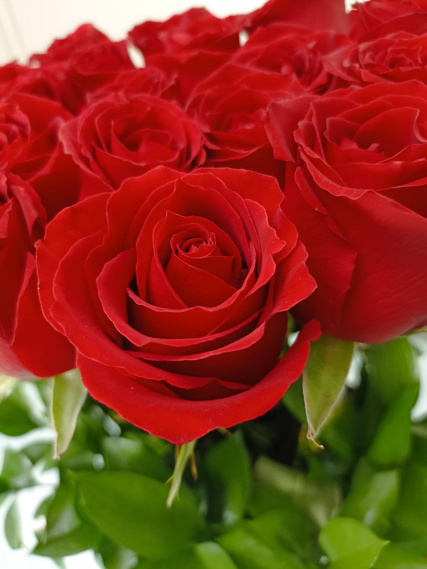 Bouquet de 24 Rosas Premium | ZOE