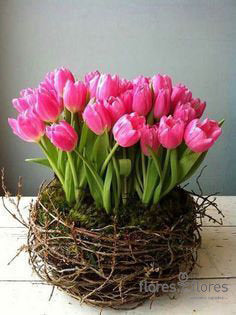 Arreglo Floral de 40 Tulipanes | NEST