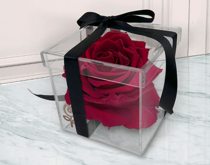 Caja Transparente con Rosa Roja Eterna | AMARA