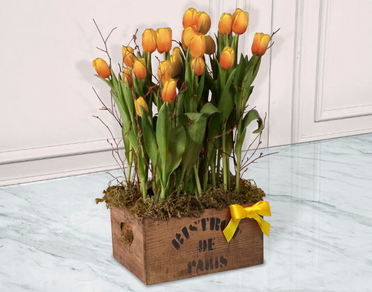 Caja de Madera con 15 Tulipanes Rojos | BISTROT