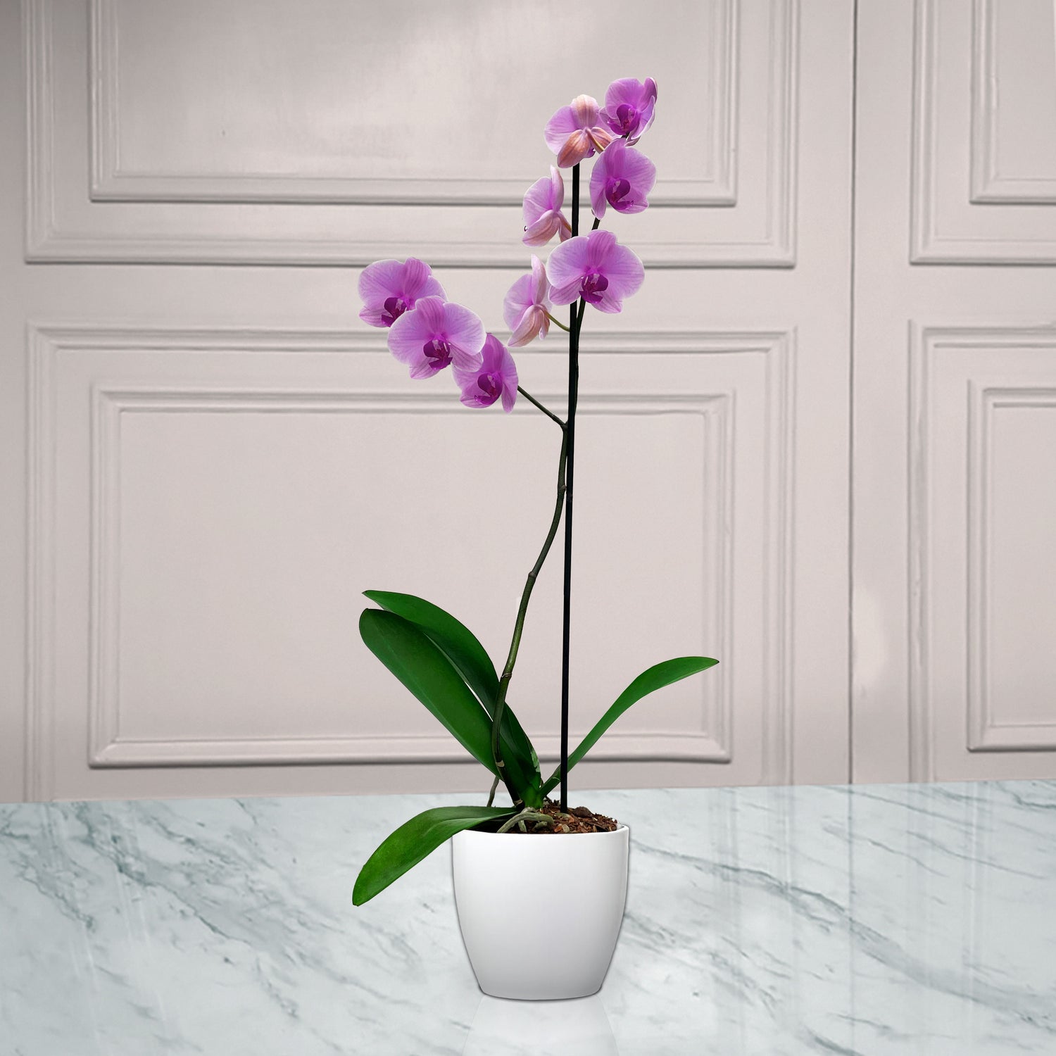 Orquídea Phalaenopsis Rosa | GRATITUD