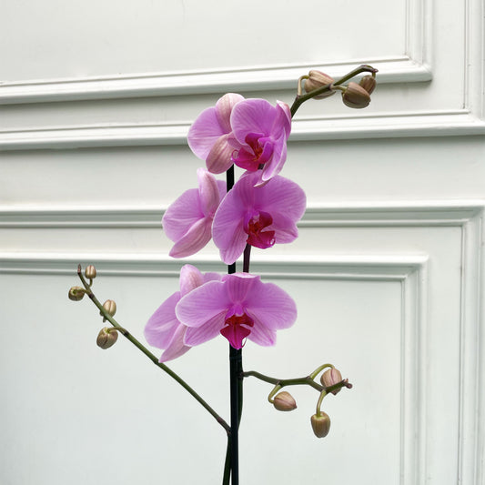 Orquídea Phalaenopsis Rosa | GRATITUD