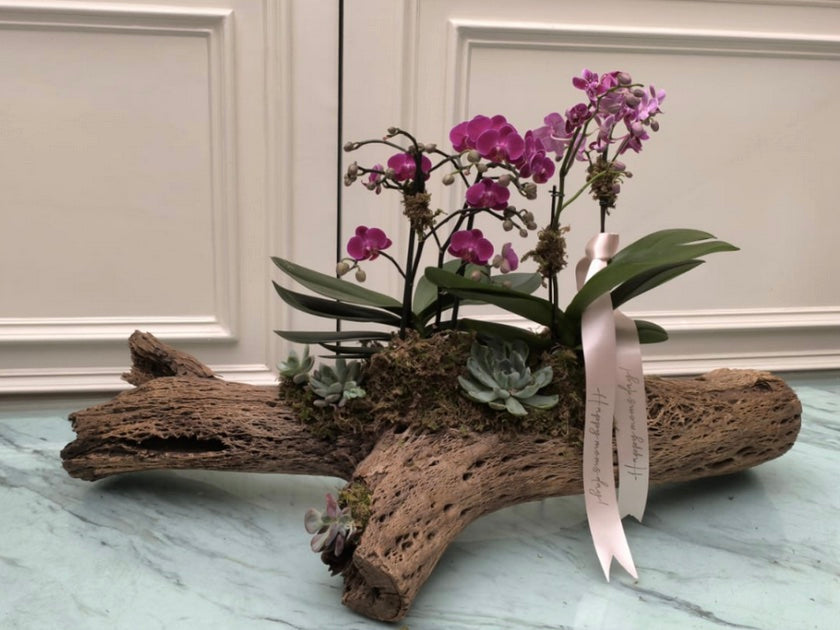 Orquídeas y suculentas sobre tronco natural | Annie